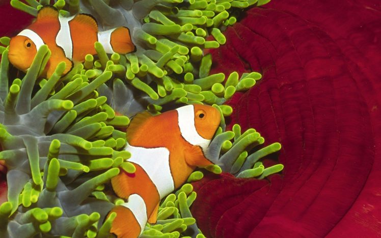 clownfish, Fish, Sea anemones HD Wallpaper Desktop Background