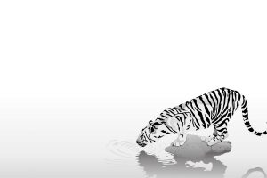 tiger, Minimalism