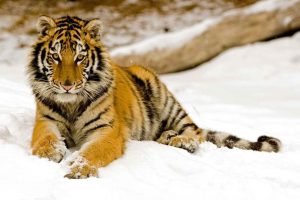 tiger, Wildlife