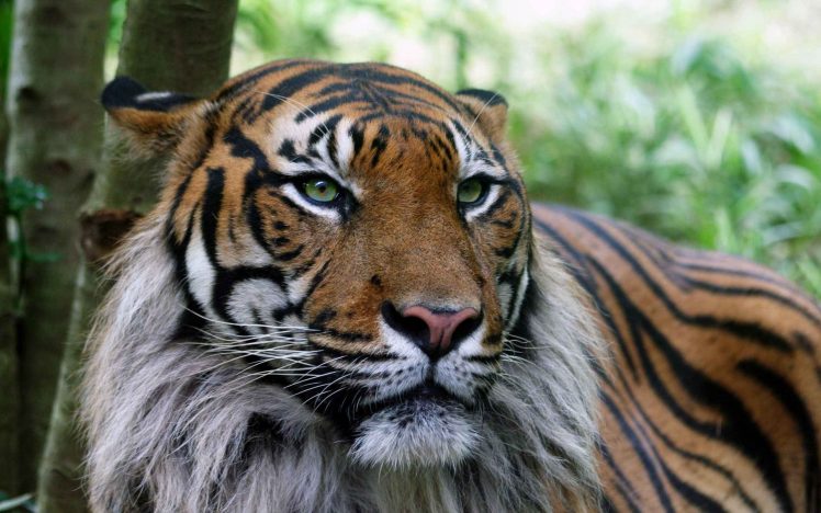 tiger, Wildlife HD Wallpaper Desktop Background