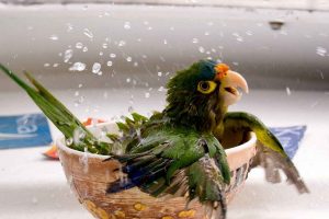 parrot, Bathing