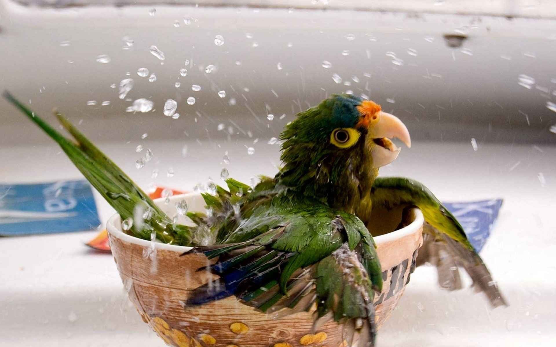 parrot, Bathing Wallpaper