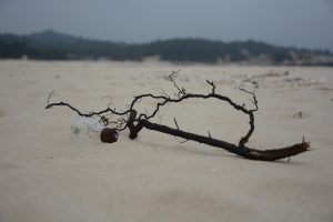 branch, Lightbulb, Sand