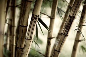 blurred, Depth of field, Brown, Bamboo, Photography