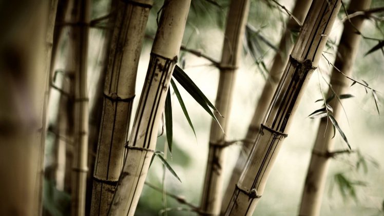 blurred, Depth of field, Brown, Bamboo, Photography HD Wallpaper Desktop Background