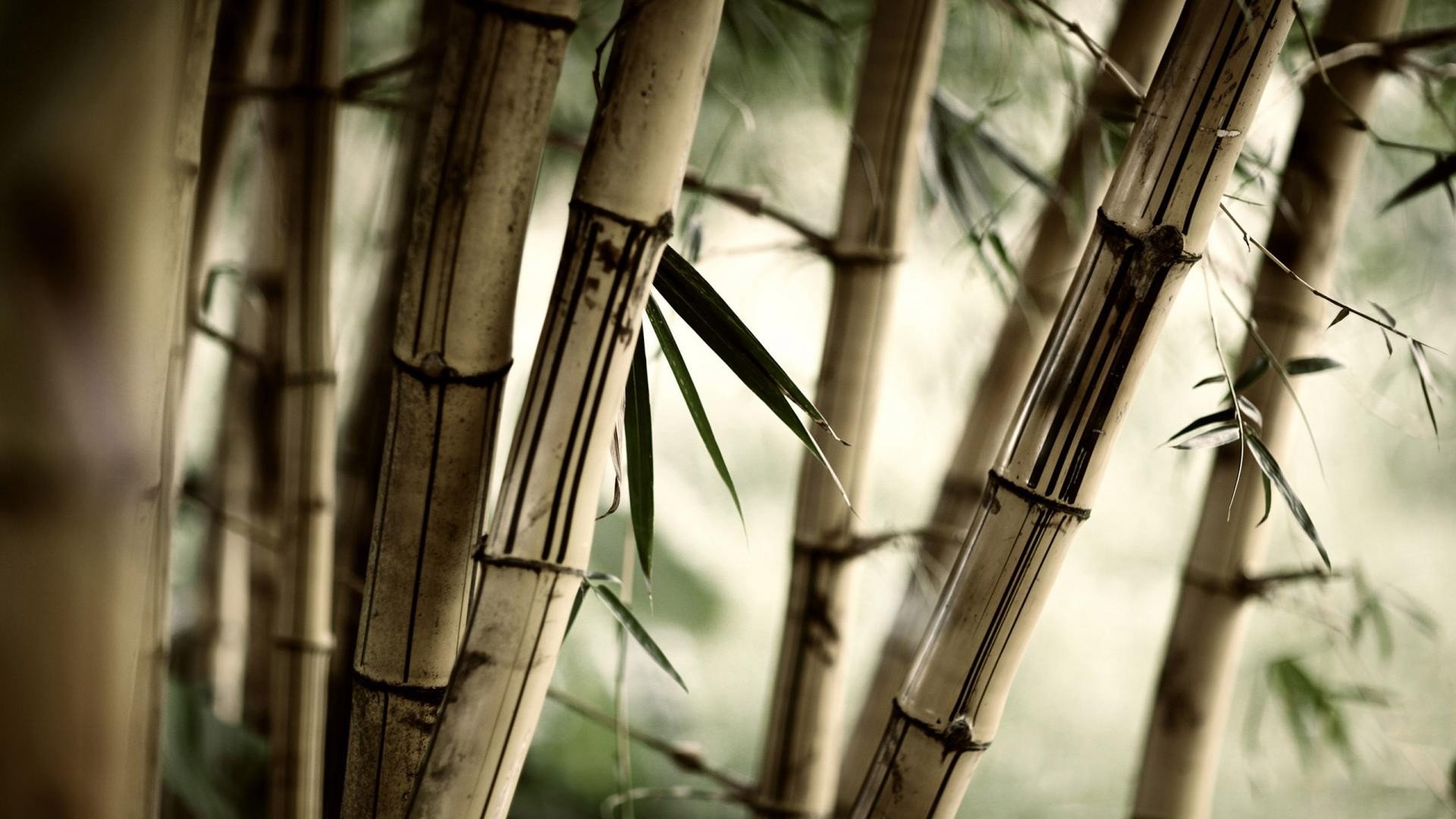 blurred, Depth of field, Brown, Bamboo, Photography Wallpaper