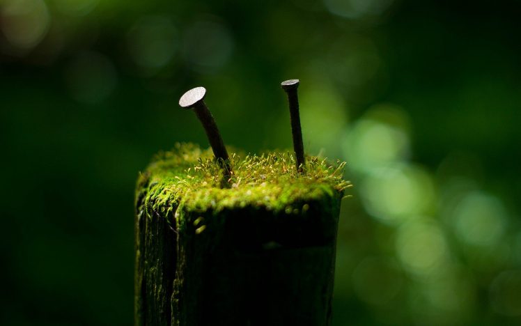 green, Macro, Blurred, Depth of field, Photography, Iron age HD Wallpaper Desktop Background