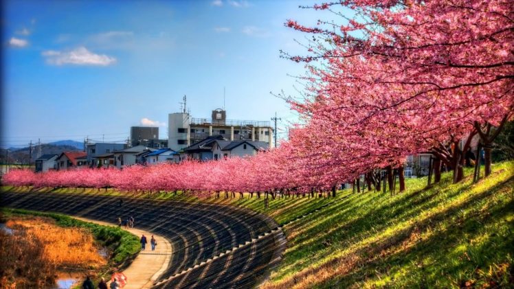 Japan, Cherry blossom HD Wallpaper Desktop Background