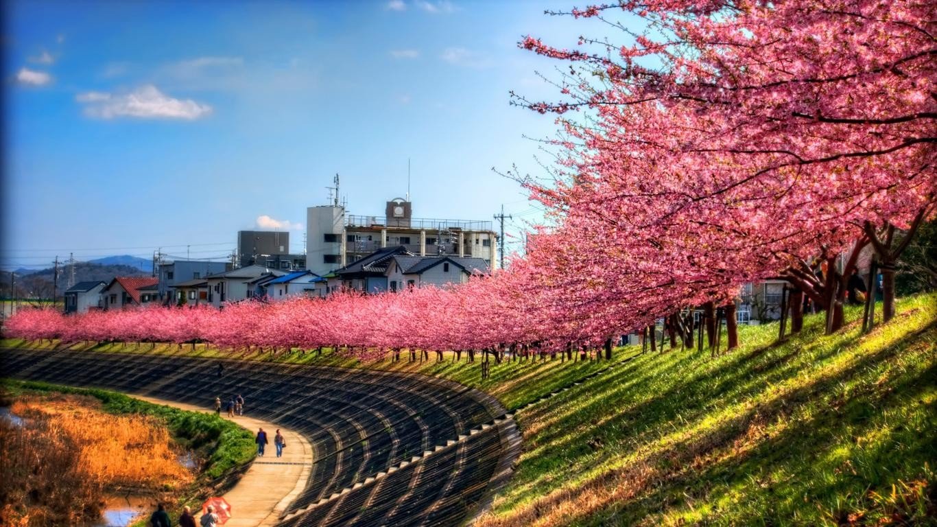 Japan, Cherry blossom Wallpaper