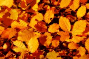 leaves, Fall