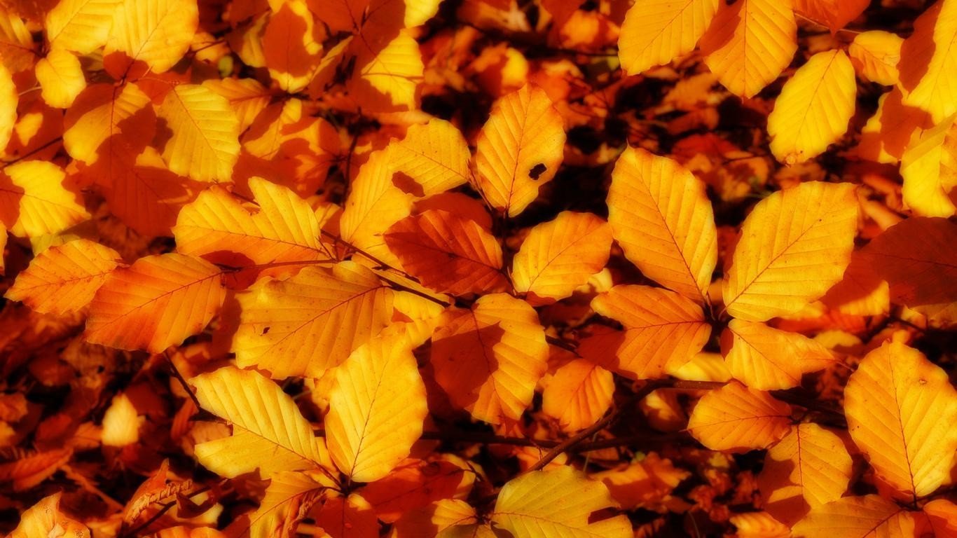 leaves, Fall Wallpaper