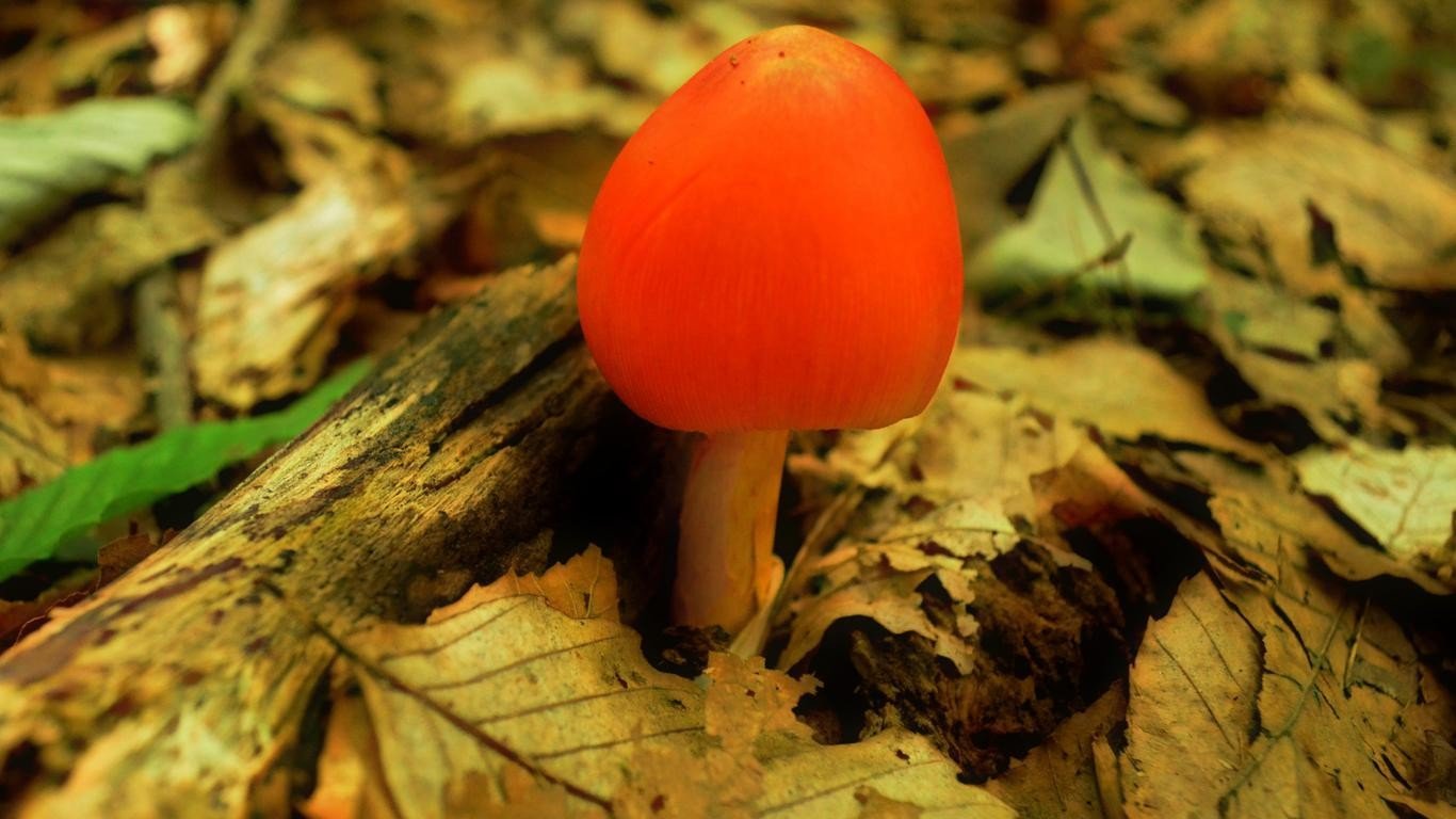 mushroom, Leaves Wallpaper