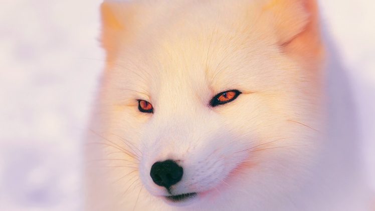 arctic fox HD Wallpaper Desktop Background