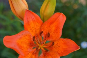 lilies, Orange, Blurred
