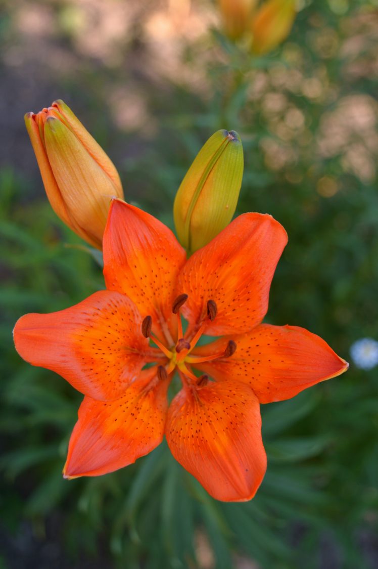 lilies, Orange, Blurred HD Wallpaper Desktop Background