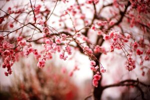 trees, Photography, Cherry blossom, Macro