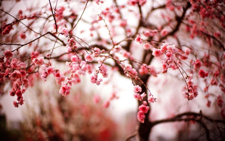 trees, Photography, Cherry blossom, Macro HD Wallpaper Desktop Background