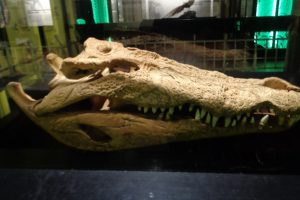 crocodiles, Bones, Dead