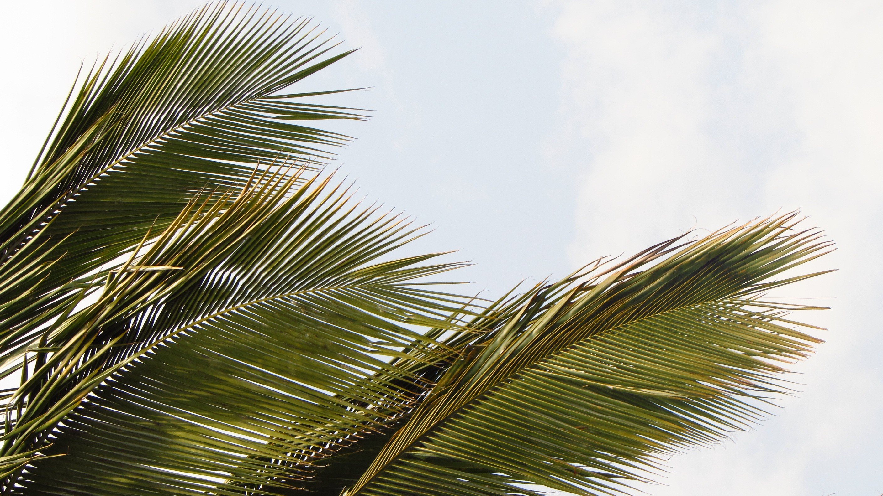 palm trees Wallpaper