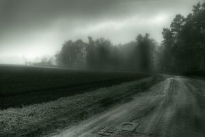road, Mist, Trees, Spooky