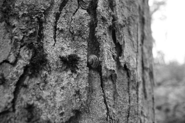 monochrome, Snail, Trees HD Wallpaper Desktop Background
