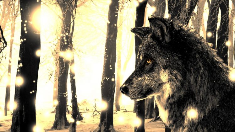 wolf HD Wallpaper Desktop Background