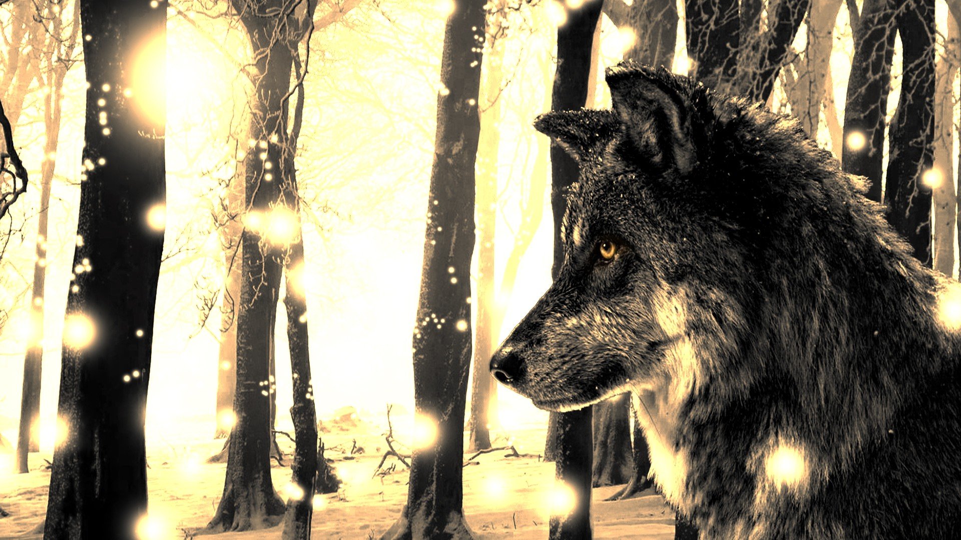 wolf Wallpapers HD / Desktop and Mobile Backgrounds