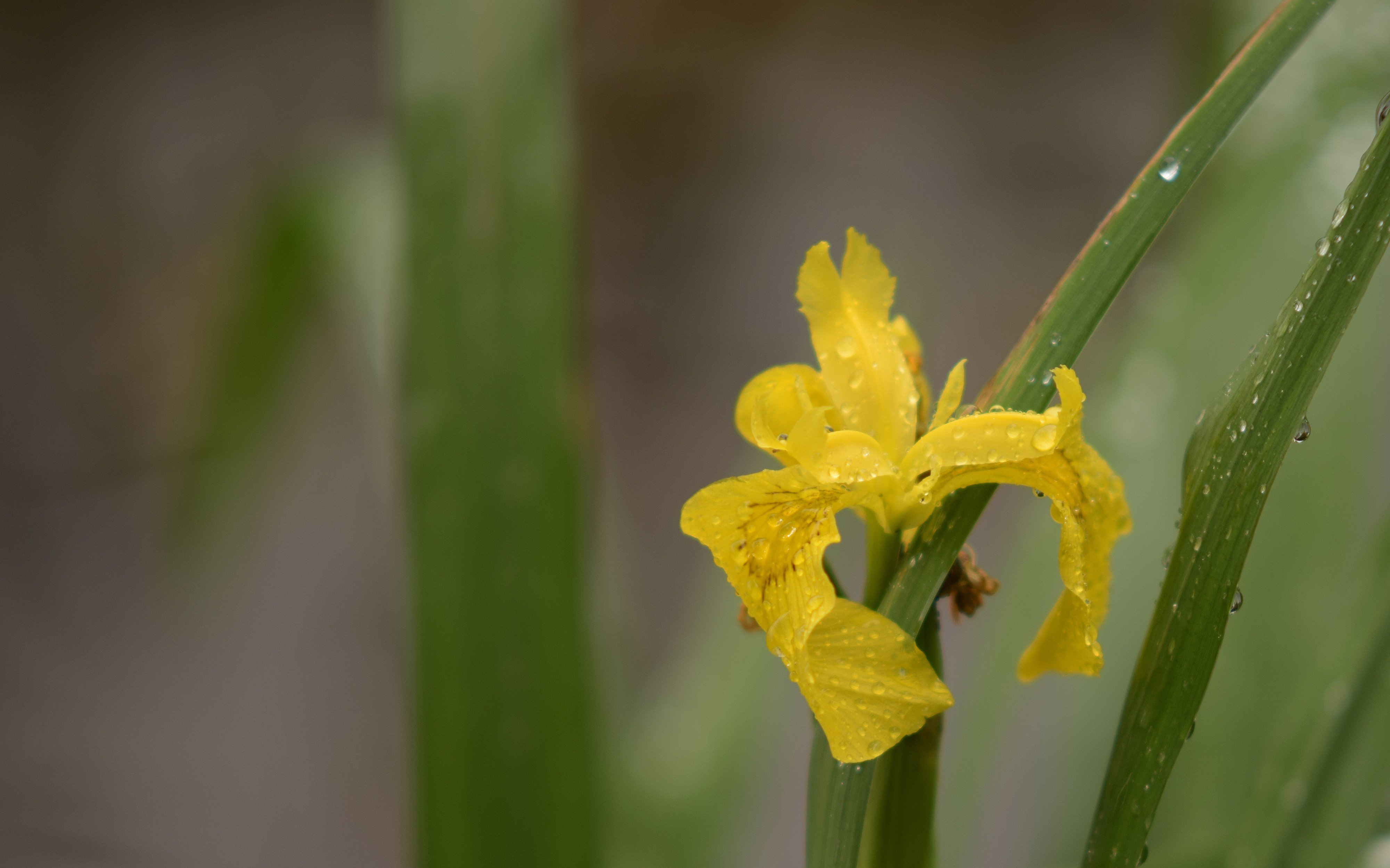 depth of field Wallpaper