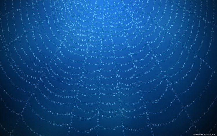 spiderwebs, Water drops HD Wallpaper Desktop Background