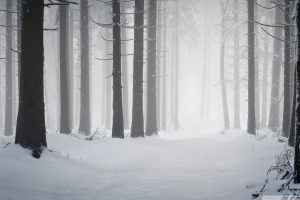 snow, Wood, Minimalism