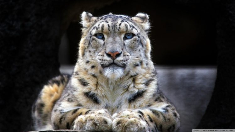 snow leopards HD Wallpaper Desktop Background