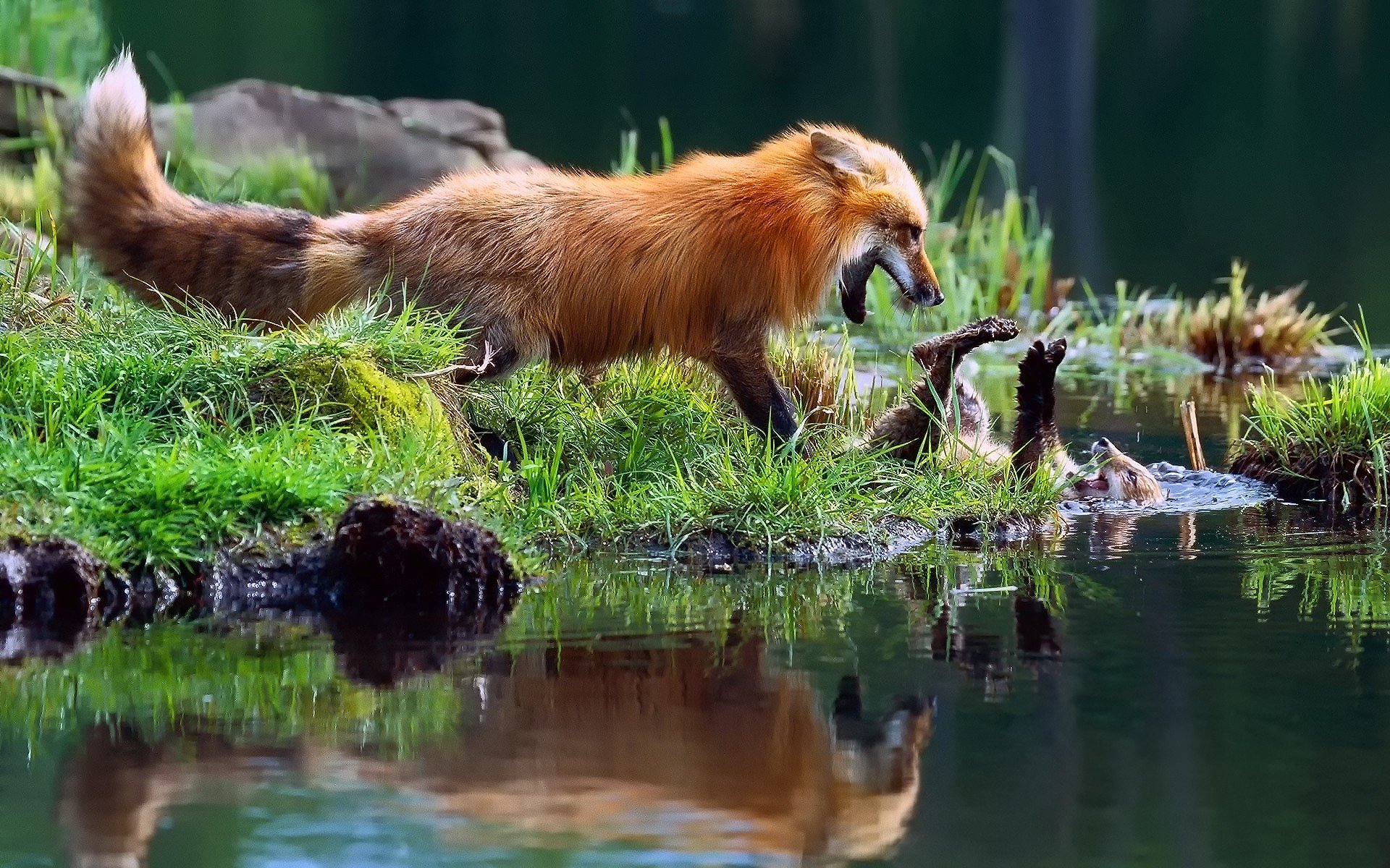 fox, Fighting, Playing Wallpaper