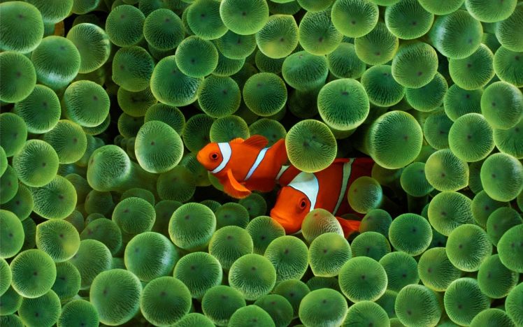 fish, Clownfish HD Wallpaper Desktop Background