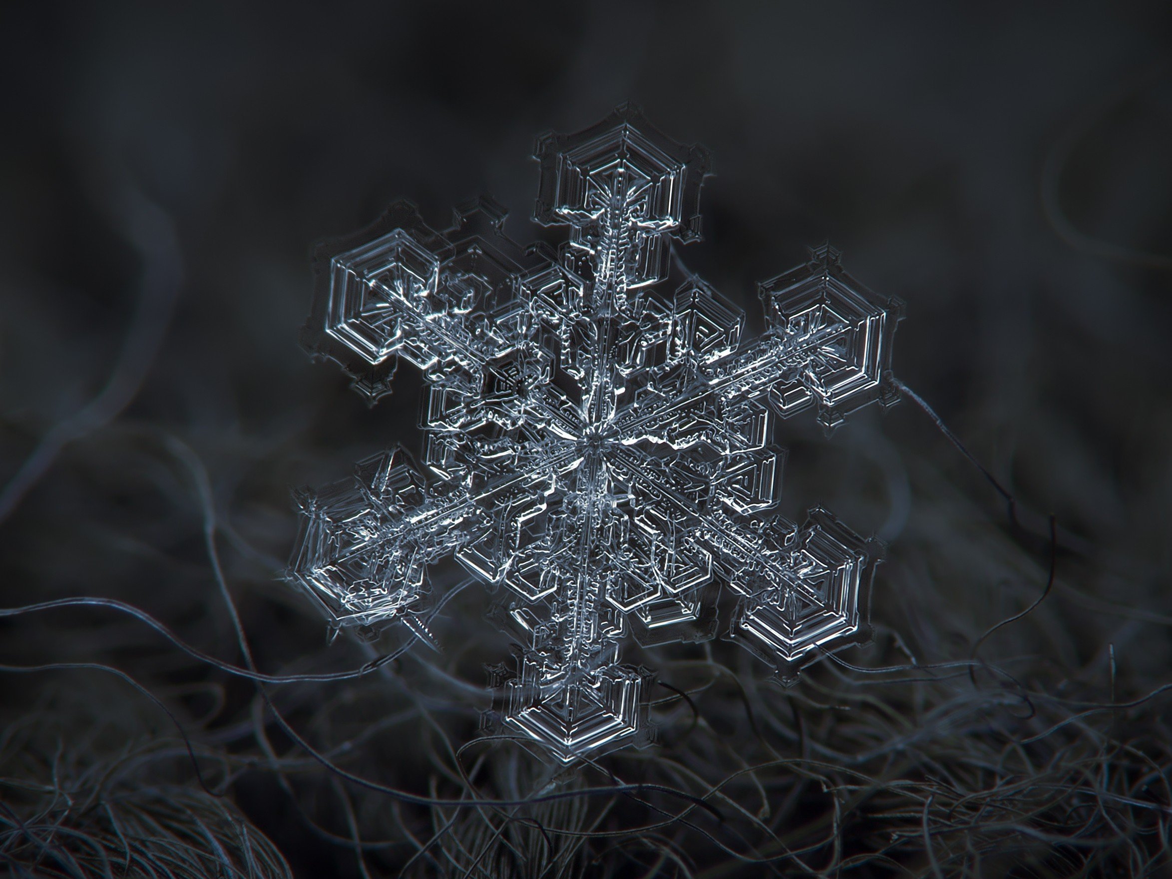 snowflakes, Photography Wallpaper