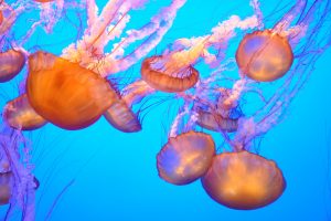 jellyfish, Water