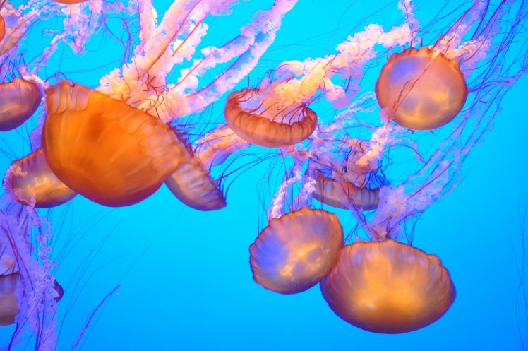 jellyfish, Water HD Wallpaper Desktop Background