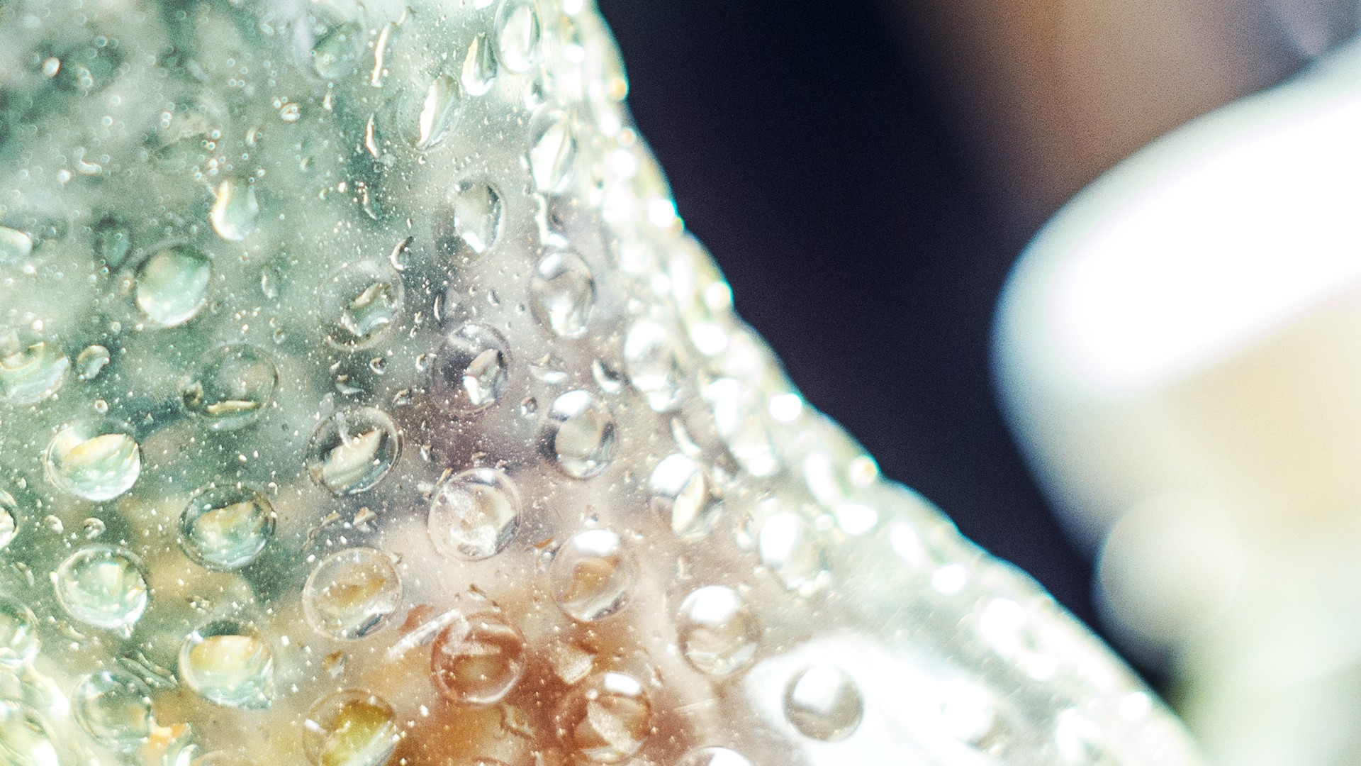 macro, Wet, Simple Wallpaper