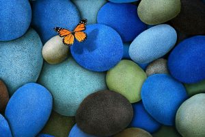 butterfly, Stones