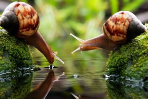 snail, Drink, Water, Macro, Blurred, Photography, Algae, Couple