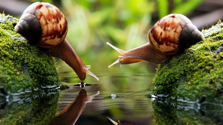 snail, Drink, Water, Macro, Blurred, Photography, Algae, Couple HD Wallpaper Desktop Background