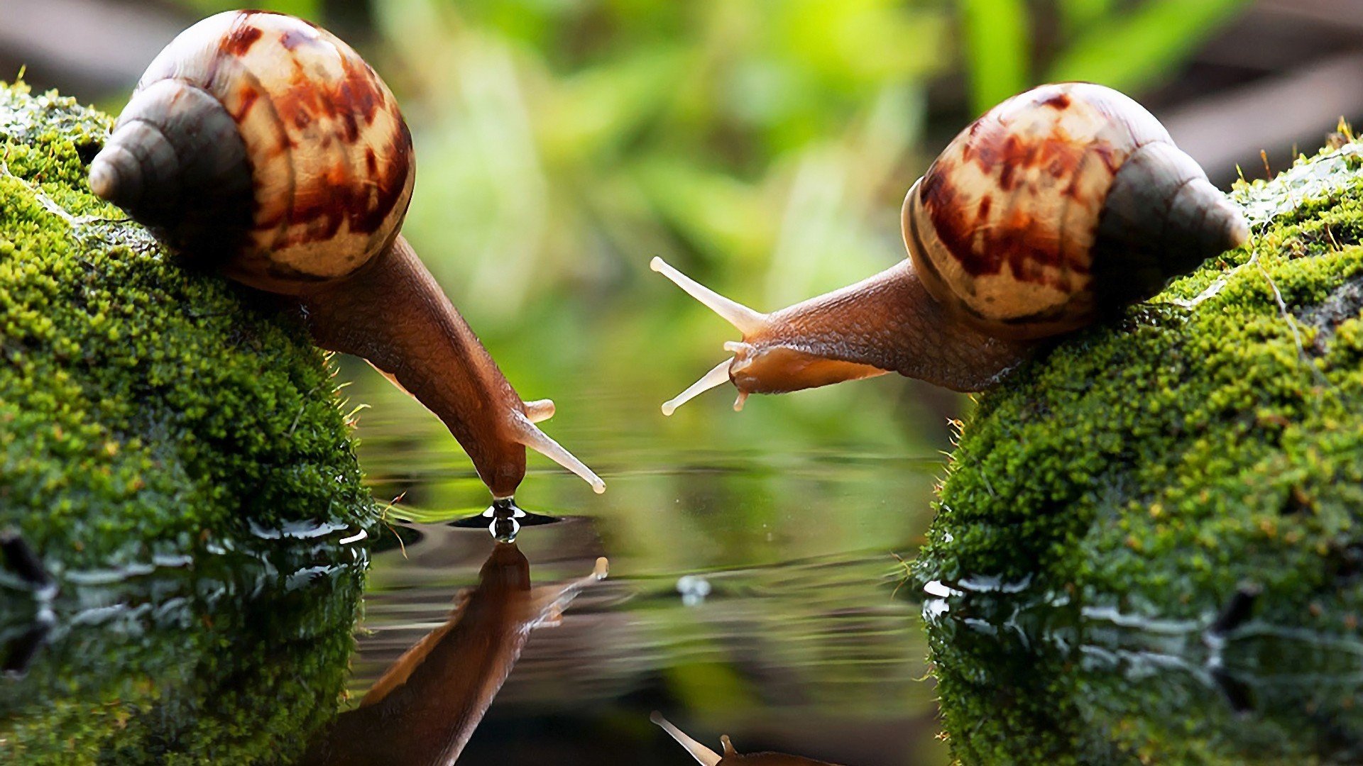 snail, Drink, Water, Macro, Blurred, Photography, Algae, Couple Wallpaper