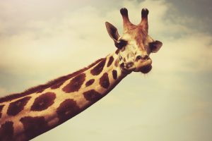 giraffes, Necks, Face, Horns, Wildlife, Photography