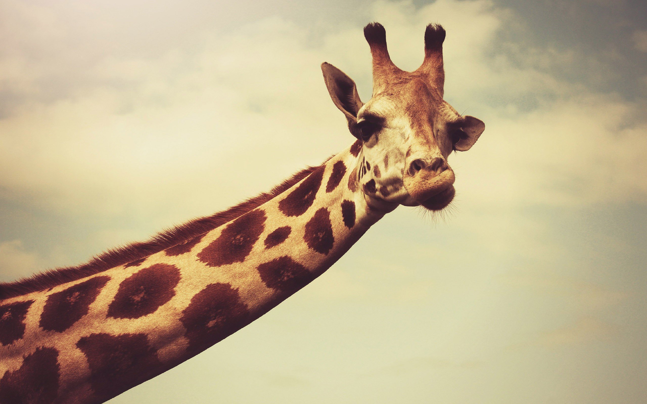 giraffes, Necks, Face, Horns, Wildlife, Photography Wallpaper