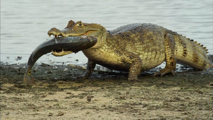 crocodiles, Fish, Reptile HD Wallpaper Desktop Background