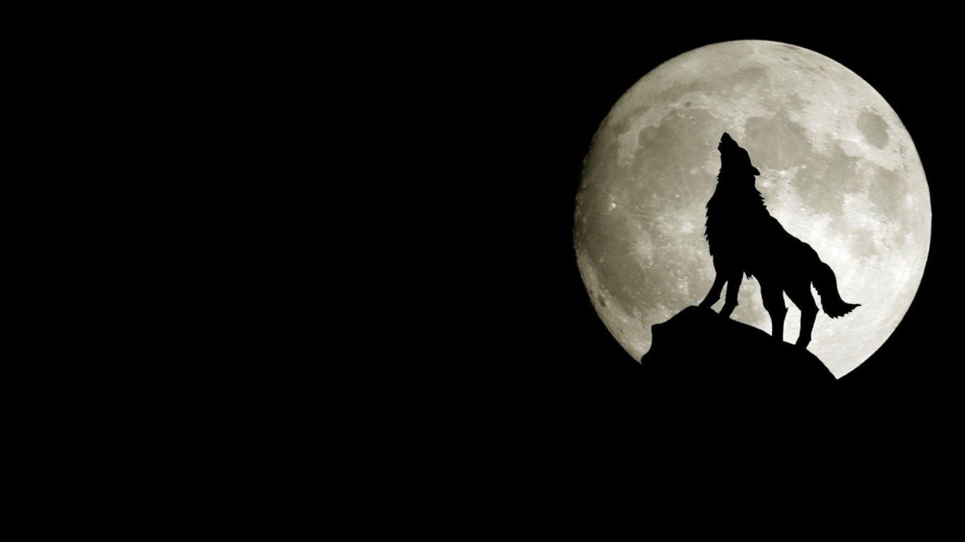 wolf Wallpaper