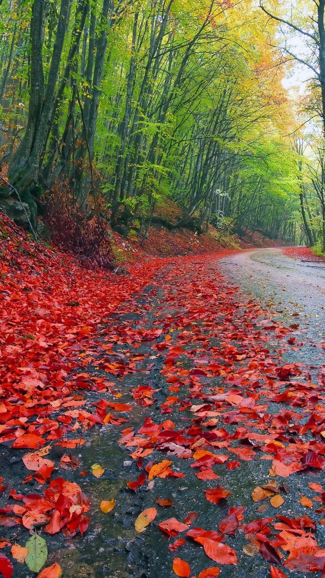 road, Leaves, Trees Wallpaper
