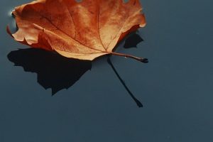 leaves, Water