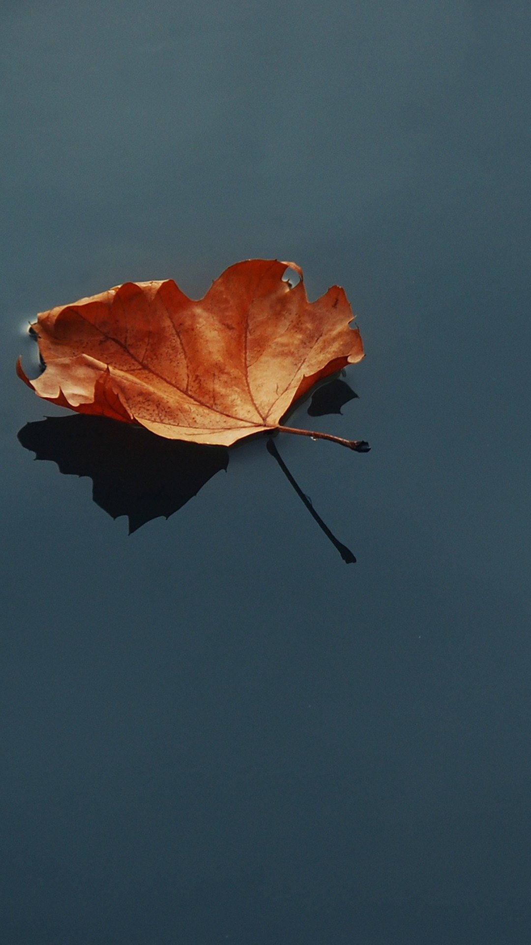 leaves, Water Wallpaper