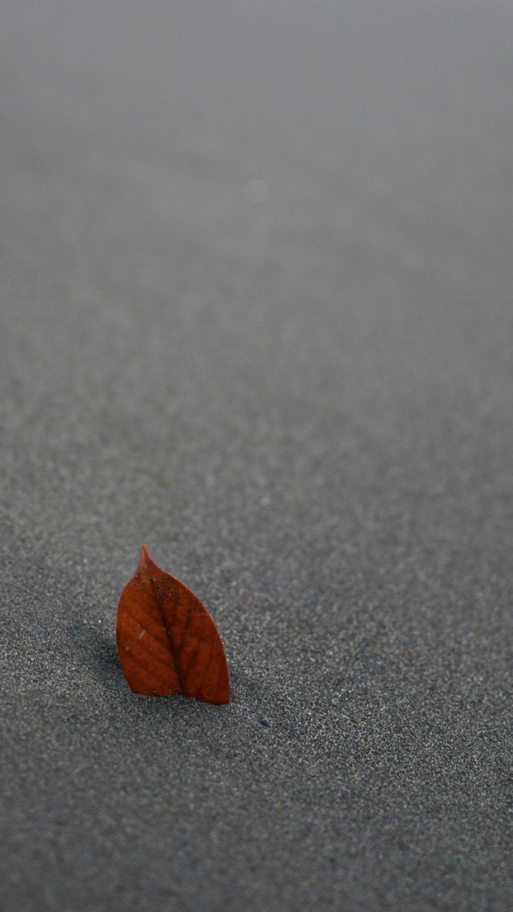 leaves, Sand, Pivot HD Wallpaper Desktop Background