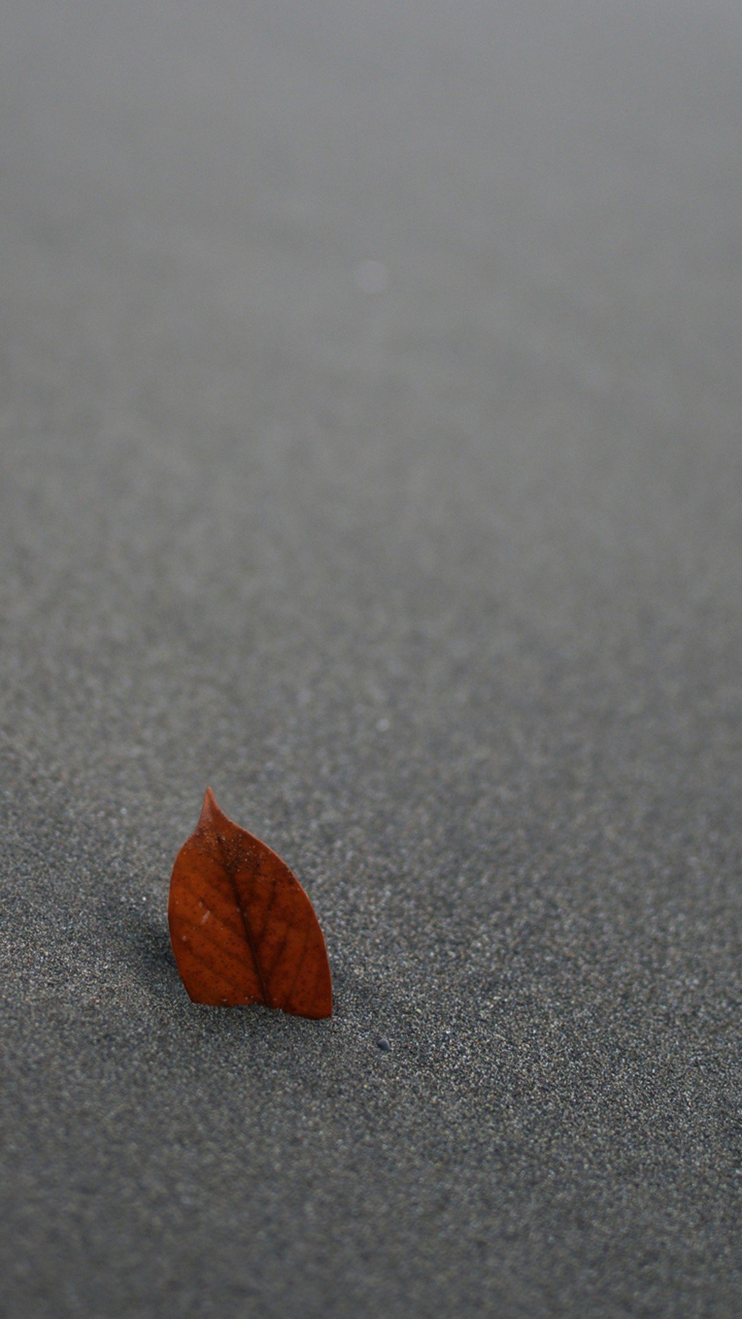 leaves, Sand, Pivot Wallpaper